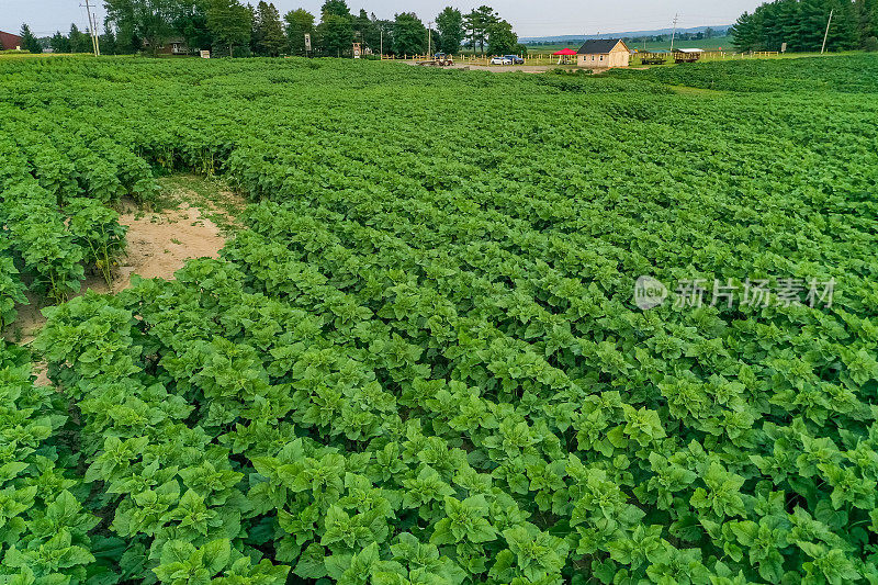 加拿大库克敦，夕阳下27号公路上的农场