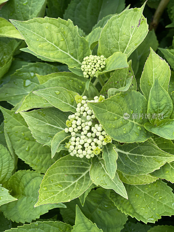 绣球花和花蕾