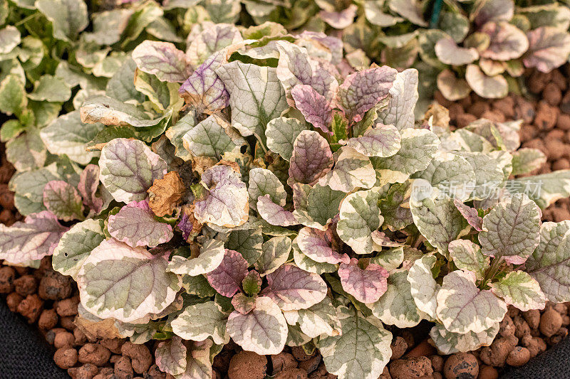 一种草本植物(Bugleweed)英国伦敦的“糖梅”