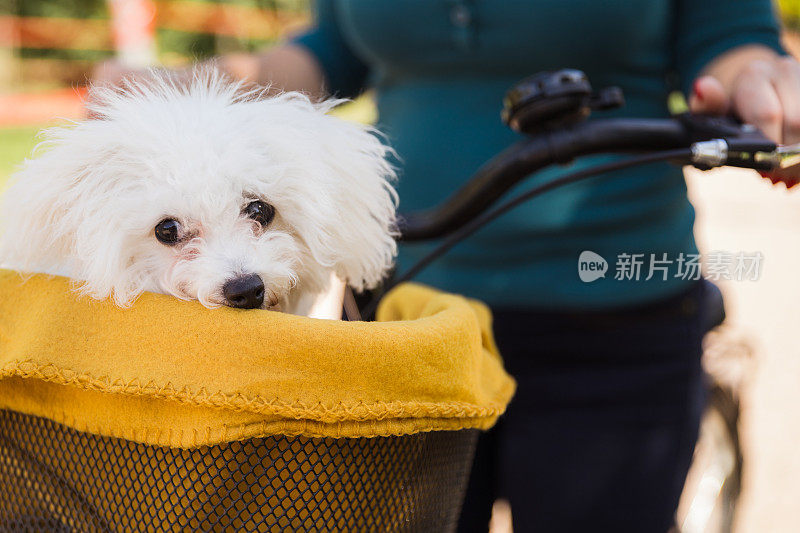 毛绒绒的白色狗，盖着毯子在自行车篮子里旅行