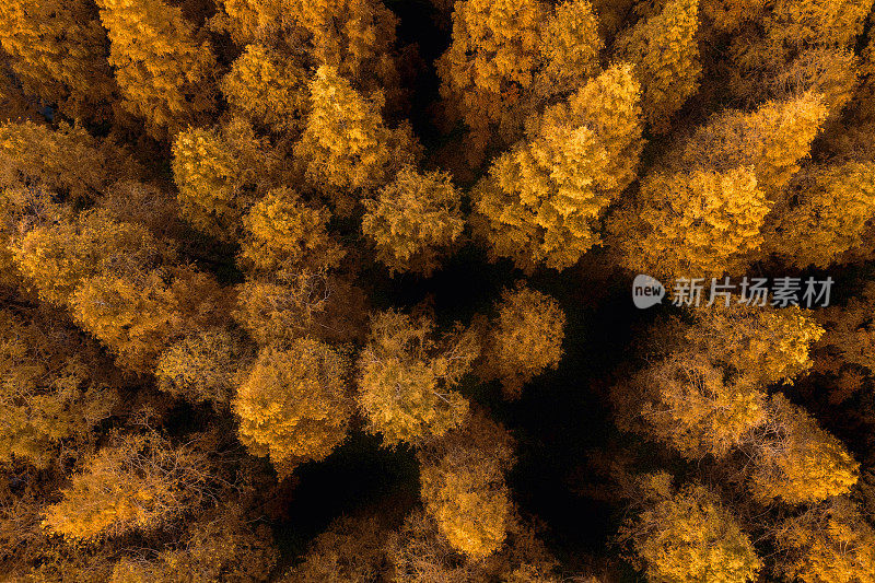 上海秋天彩色森林的鸟瞰图。美丽的秋天的森林
