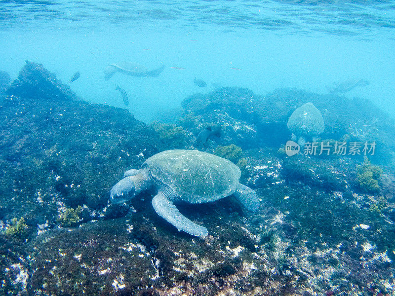 蓬塔莫雷诺水下，伊莎贝拉，加拉帕戈斯群岛，第二部分