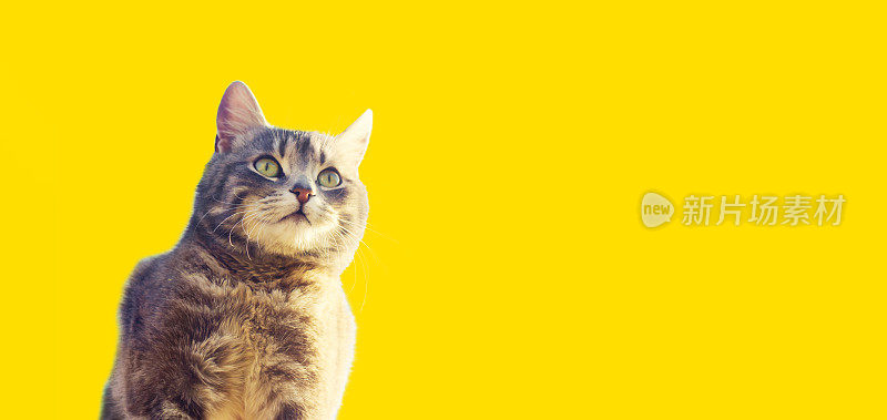 可爱的灰色猫在黄色的背景上好奇地看着远方。兴趣，高度的关注和谨慎。好奇的宠物在寻找冒险，事件。狩猎本能，复制空间，横幅