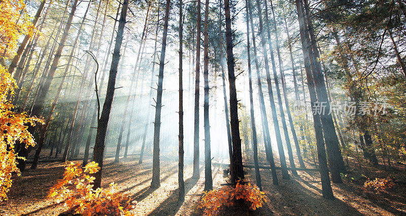 秋日朦胧森林里的阳光。