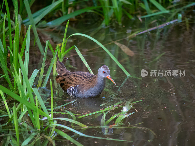 水铁鸟