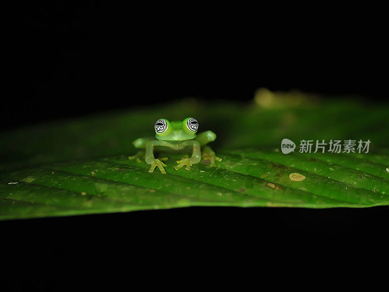 鬼玻璃蛙(冬青)