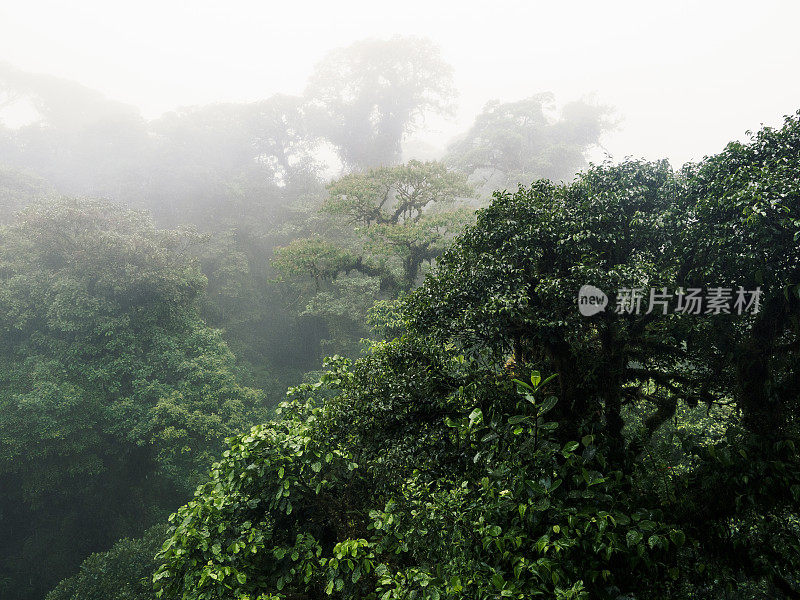 雨中的云雾森林，哥斯达黎加蒙特维达