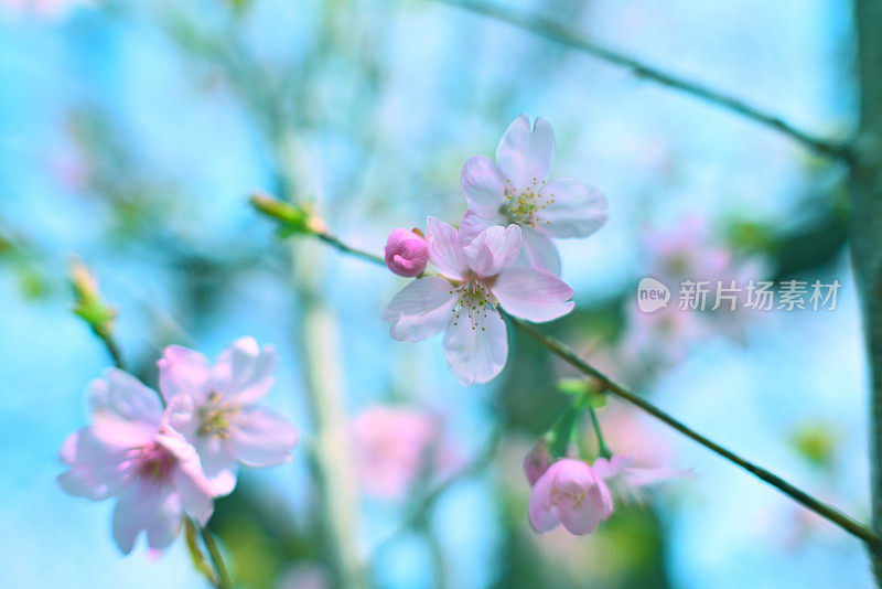 樱花-花，东京，日本(2022年3月)