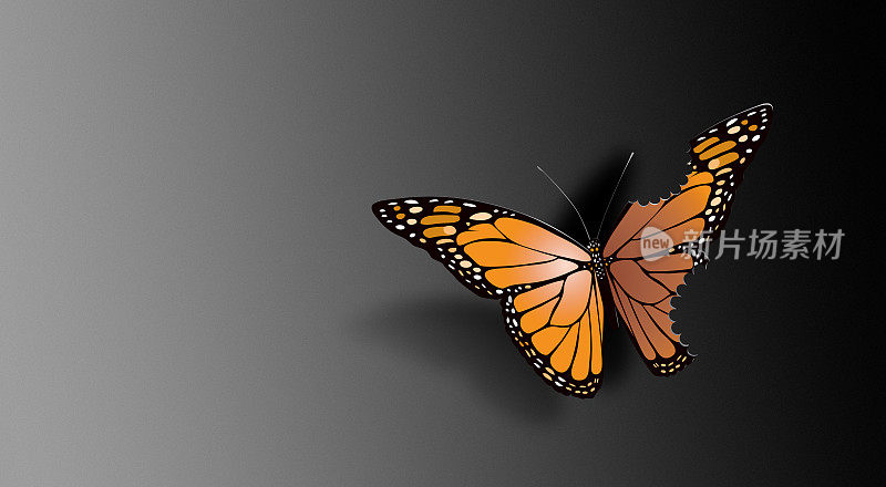 美丽的蝴蝶咬翅膀概念图形背景