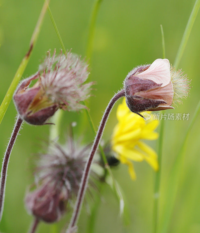 wateravens(琴的对手)