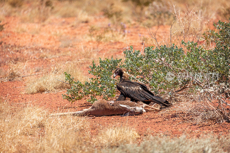 澳大利亚公路上被撞死的楔尾鹰正在吞食小袋鼠的尸体