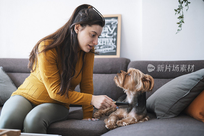 女宠物主人在家里梳理梗狗。