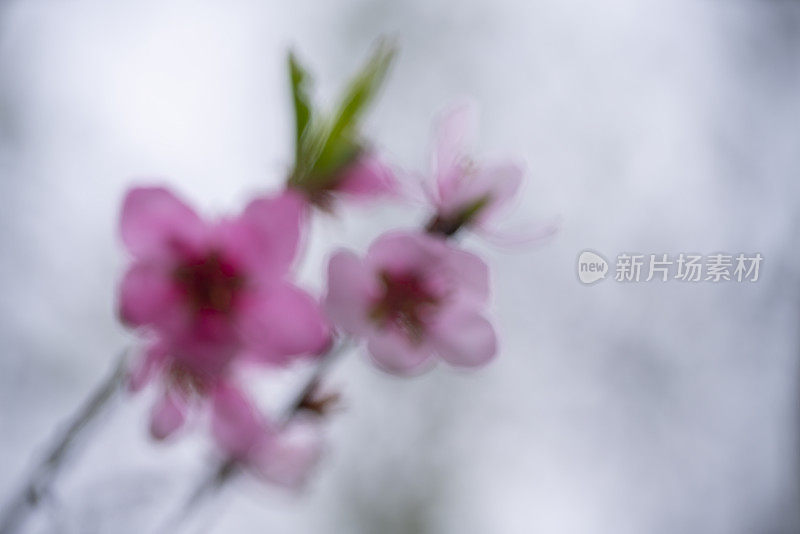 特写的花模糊抽象