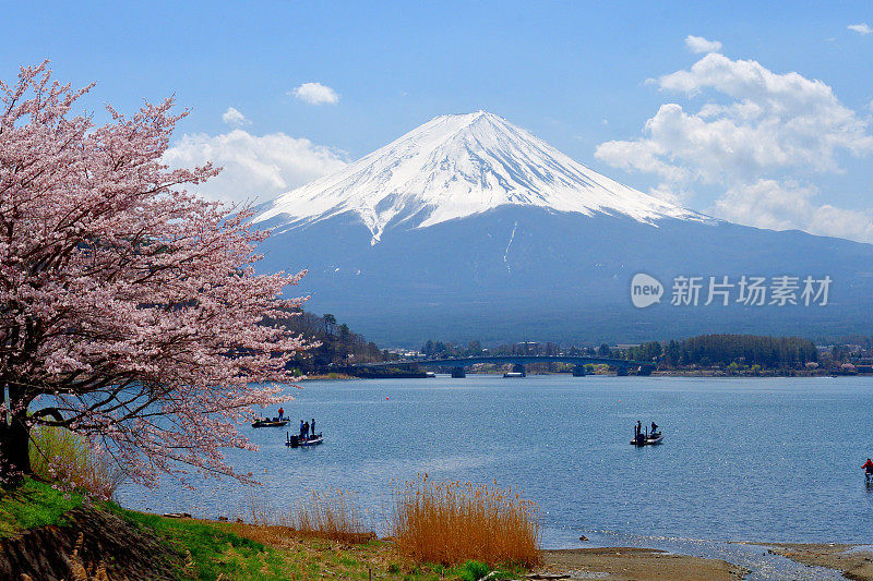 从川口湖岸边看富士山和樱花