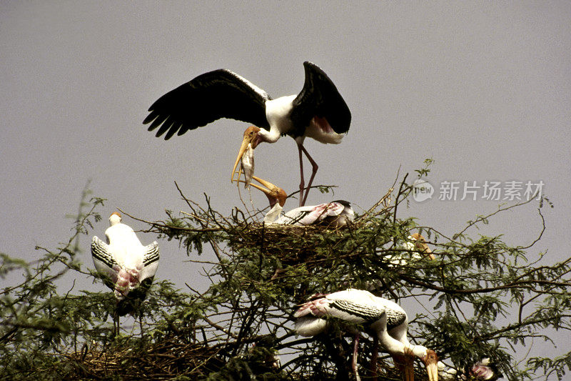 Bird-Painted鹳。