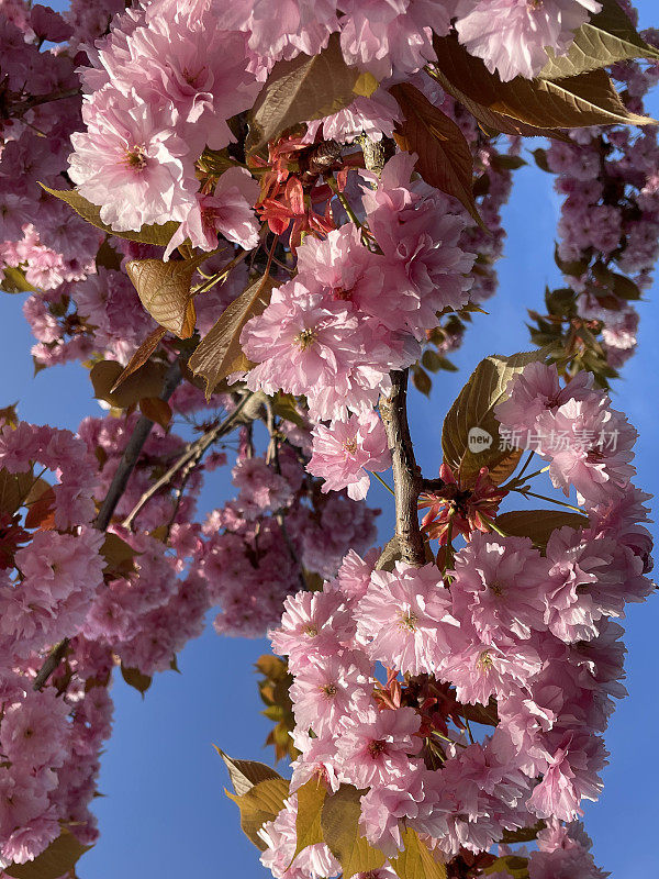 图片的樱花(prunus)树枝充满粉红色的春天的花和芽，清澈的蓝天背景