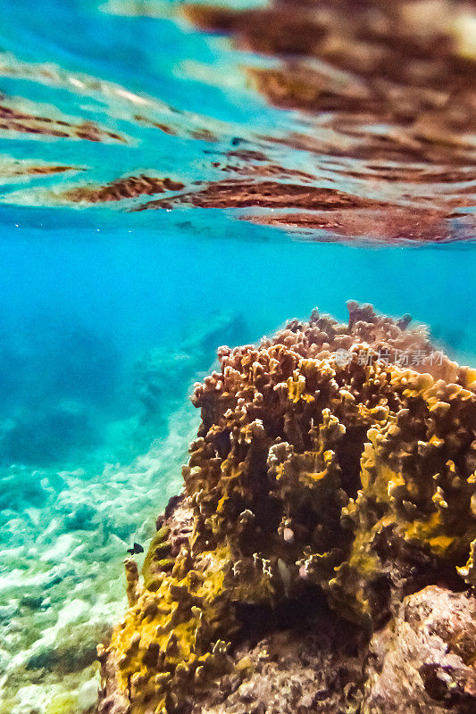 热带加勒比海洋生物水下珊瑚礁和海洋鱼类