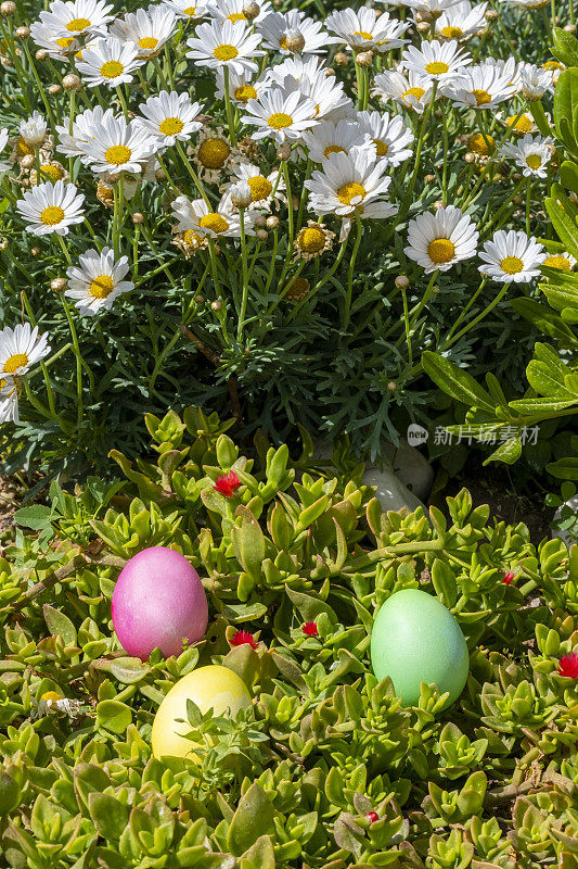 彩色的复活节彩蛋藏在白色雏菊前
