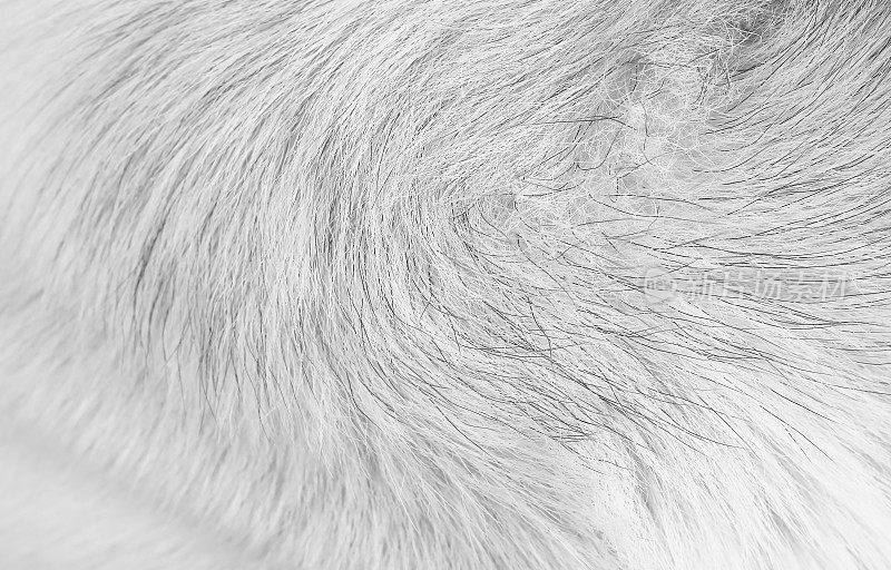 毛绒绒的狗具有长线条光滑的纹理，黑白花纹自然为背景