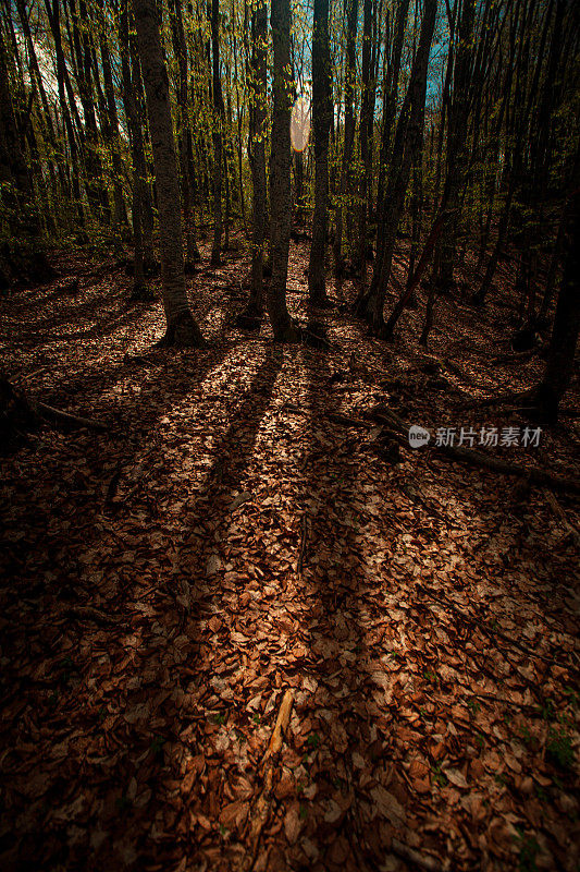 森林深处树木的阴影