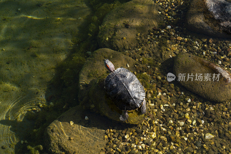 桑巴汀龟