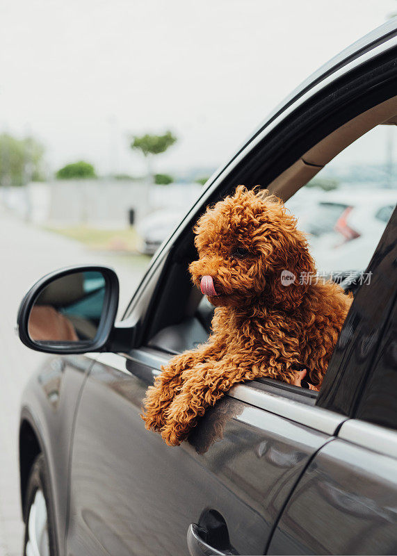 玩具贵宾犬从车窗向外看，美丽的小红发小狗坐在车里
