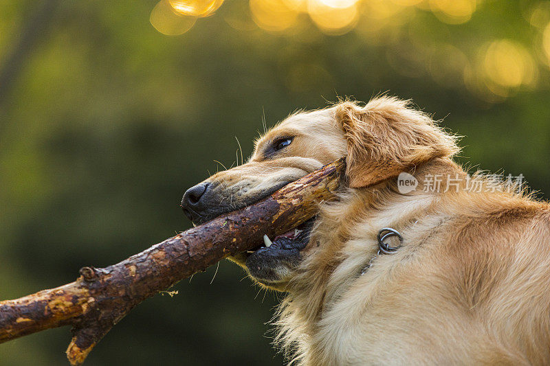 家庭宠物金毛猎犬叼棍子