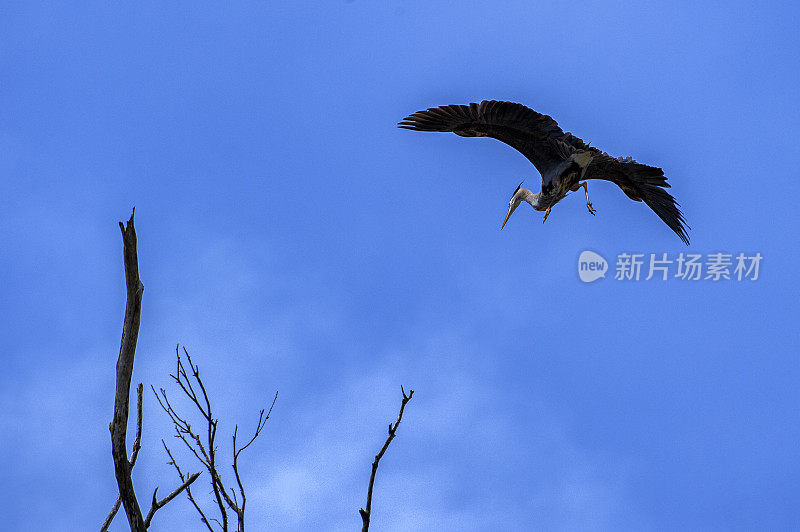 从巢中飞出的大蓝鹭