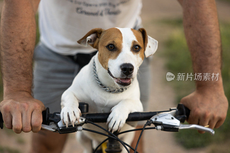 一个陌生人骑在自行车上他的狗叫杰克·拉塞尔