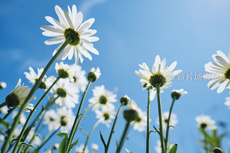 从地面向上看，充满活力的蓝色天空和野花雏菊。