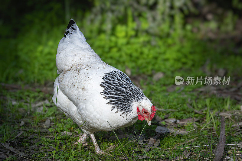 黑白鸡