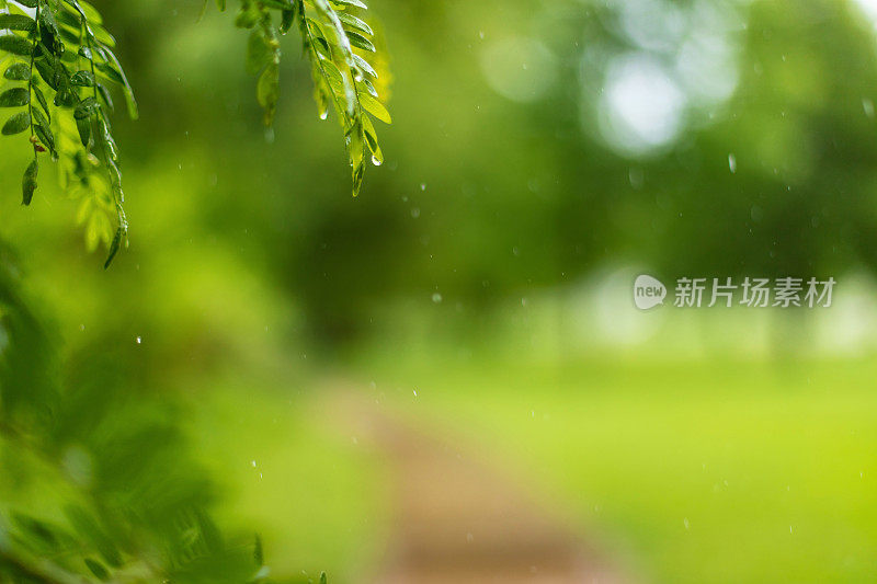 绿叶和淋雨-美国中西部在春天天气和季节照片系列