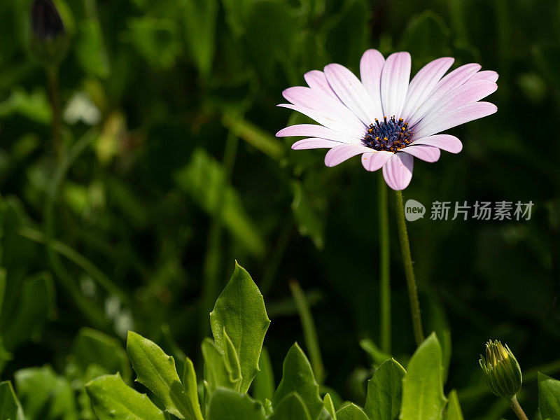 粉红色雏菊特写