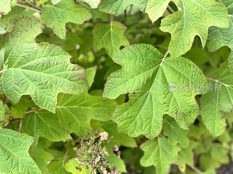 橡树叶绣球花开花后