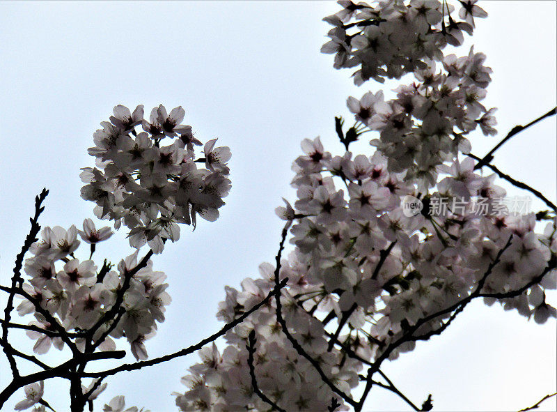 日本。三月底。粉红樱花。特写镜头。