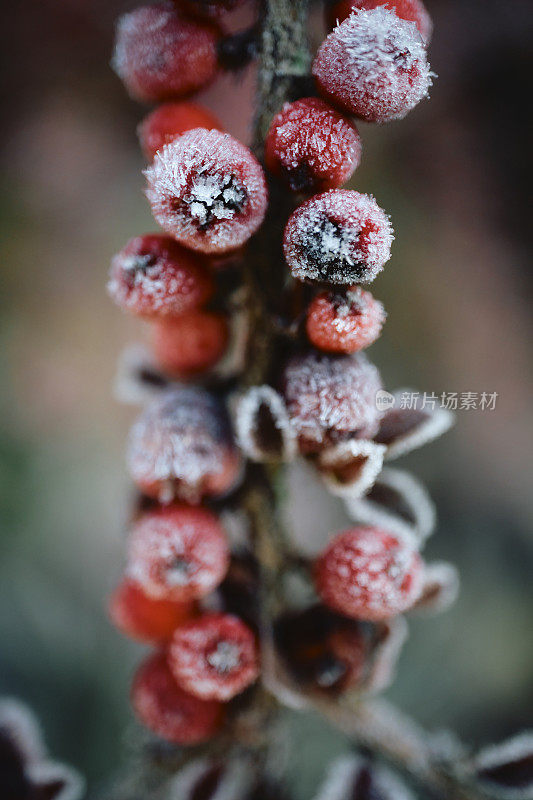 节日背景，宏观冷冻红莓在冬季花园。