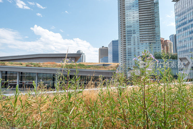 可持续景观建筑，会议中心屋顶上的原生野花草地
