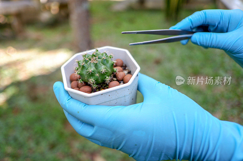 科学家们正在分析树叶中的植物病害。