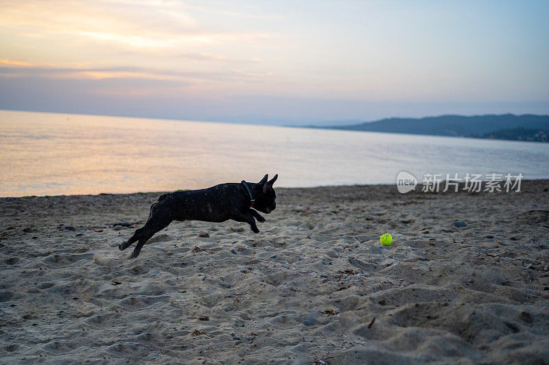 法国斗牛犬在沙滩上追逐球