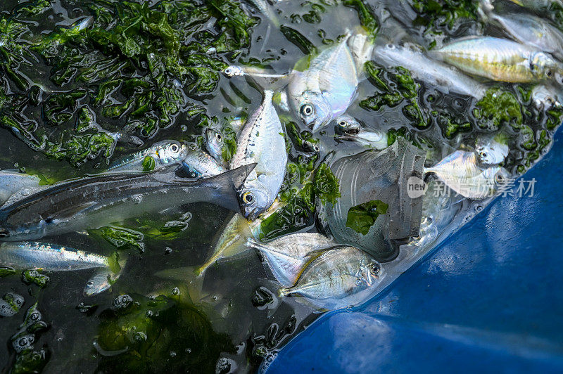 鱼和苔藓和塑料垃圾混在一起