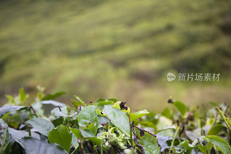 马来西亚金马伦高地的茶园