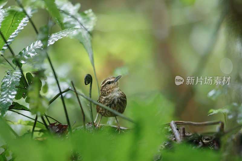 长舌鹪鹩鸟:成年不眨的长舌鹪鹩(长舌鹪鹩属)。