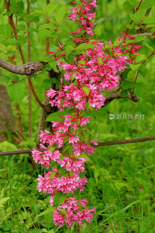 锦带花:花