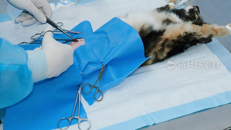 兽医切除卵巢和子宫，猫在麻醉下躺着，伸出绑住的爪子