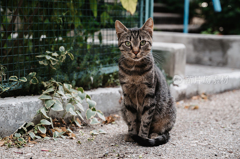 一只有斑点的流浪猫沿着栅栏附近的街道走着。Gurzuf猫。