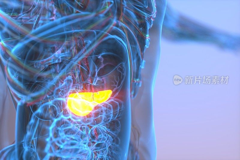 胰腺，人体消化系统插图