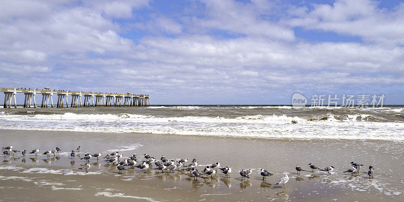 二月，笑鸥海鸟在退潮时成群结队地在海滩上迁徙，在北佛罗里达州杰克逊维尔的JAX钓鱼码头附近，戏剧性的云景和白色的海浪