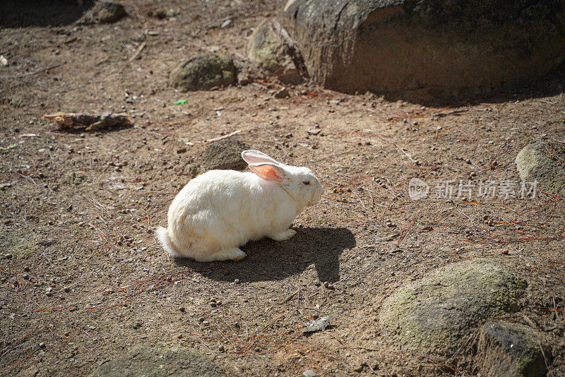 田野上的一只小白兔