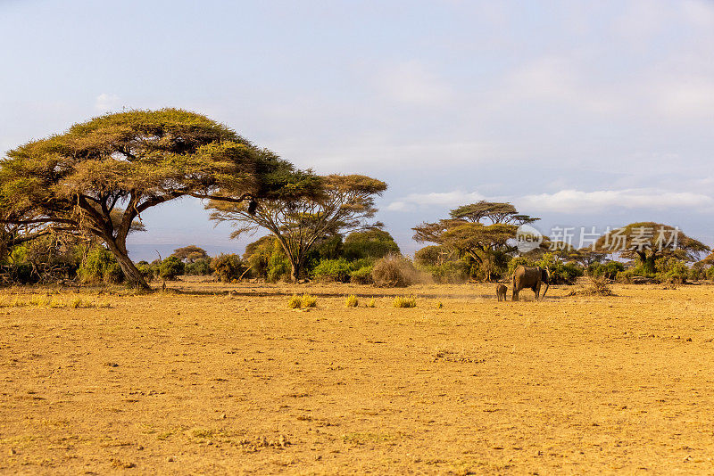 大象和幼崽走在国家公园干旱的景观