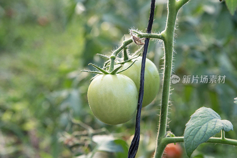 花园里绿枝上的新鲜西红柿